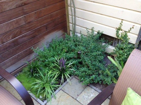 Lush urban patio.  Spotted by Jewels at Home.