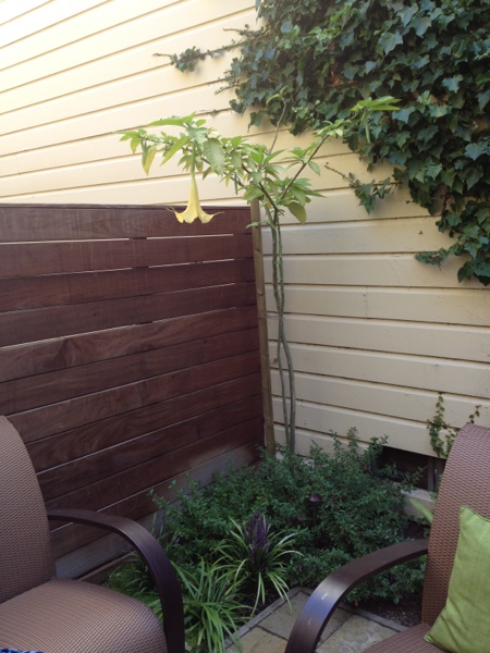 Lush urban patio.  Spotted by Jewels at Home.
