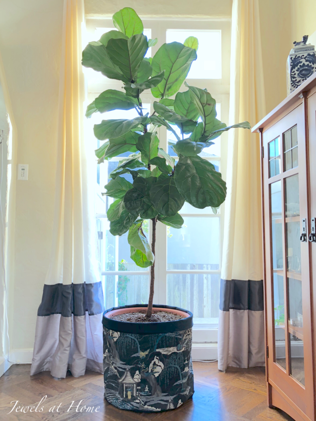 indoor gardenia plant African Gardenia For Sale main image 1